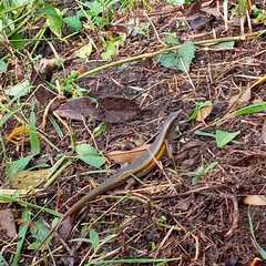 Eutropis multifasciata