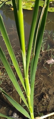Typha capensis