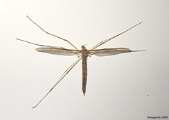 Tricyphona