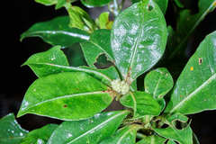 Psychotria erythrocarpa