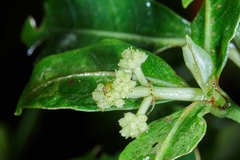 Psychotria erythrocarpa