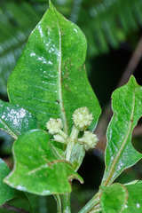 Psychotria erythrocarpa