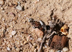 Dorymyrmex bicolor