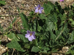 Erodium gruinum