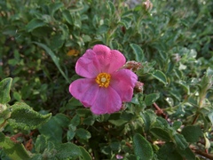 Cistus parviflorus
