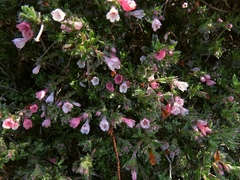 Lithodora hispidula versicolor