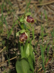 Ophrys umbilicata flavomarginata