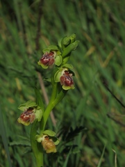 Ophrys umbilicata flavomarginata