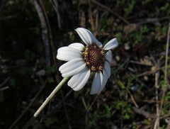 Anthemis tricolor