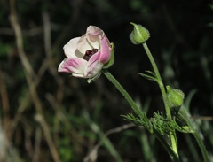 Ranunculus asiaticus