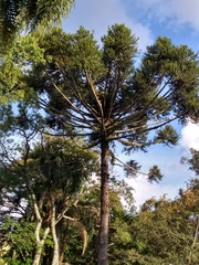 Araucaria angustifolia
