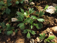 Ranunculus psilostachys