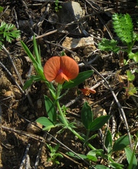 Lathyrus blepharicarpos
