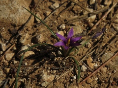 Romulea tempskyana