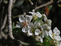 Pyrus syriaca