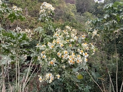 Montanoa bipinnatifida