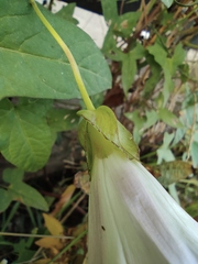 Calystegia hederacea