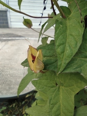 Calystegia hederacea