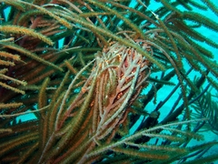 Astrophyton muricatum