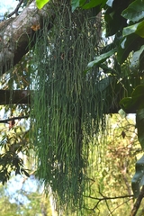 Rhipsalis baccifera