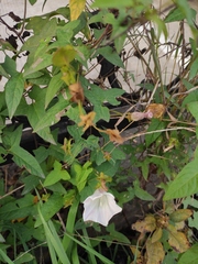 Calystegia hederacea