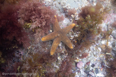 Anasterias antarctica