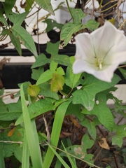Calystegia hederacea