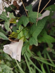Calystegia hederacea