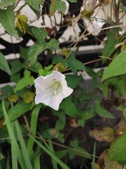 Calystegia hederacea