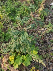Artemisia argyi