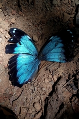 Morpho helenor anakreon