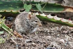 Arvicanthis niloticus