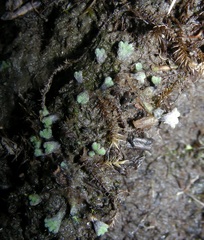 Riccia bifurca