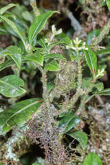 Psychotria erythrocarpa