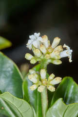 Psychotria erythrocarpa