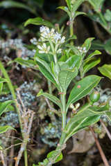 Psychotria erythrocarpa