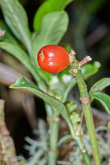 Psychotria erythrocarpa