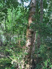 Laureliopsis philippiana