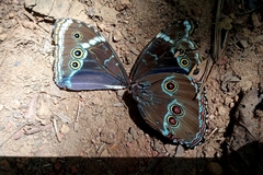 Morpho helenor anakreon