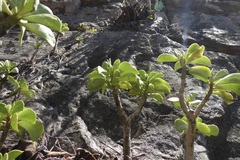 Peperomia dolabriformis