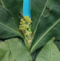 Psychotria erythrocarpa