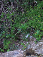 Cussonia thyrsiflora