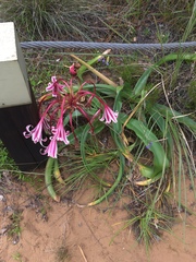 Crinum stuhlmannii delagoense