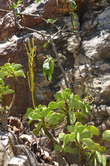 Peperomia dolabriformis