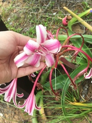 Crinum stuhlmannii delagoense