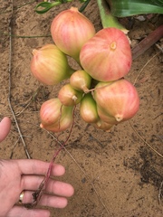 Crinum stuhlmannii delagoense
