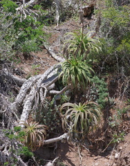 Aloe pluridens