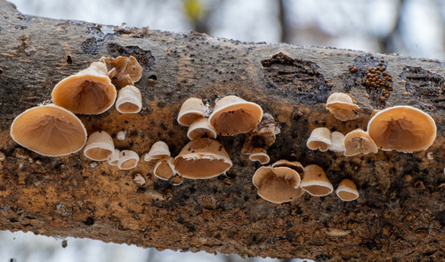 klanolupeňovka plstnatá (Schizophyllum amplum)