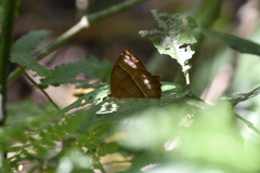 Taygetis tripunctata
