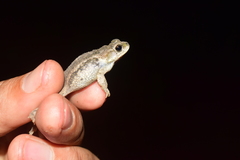 Rhinella major